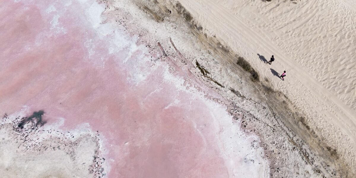 Environmental Monitoring by Drone: Wildlife, Water, and Forestry